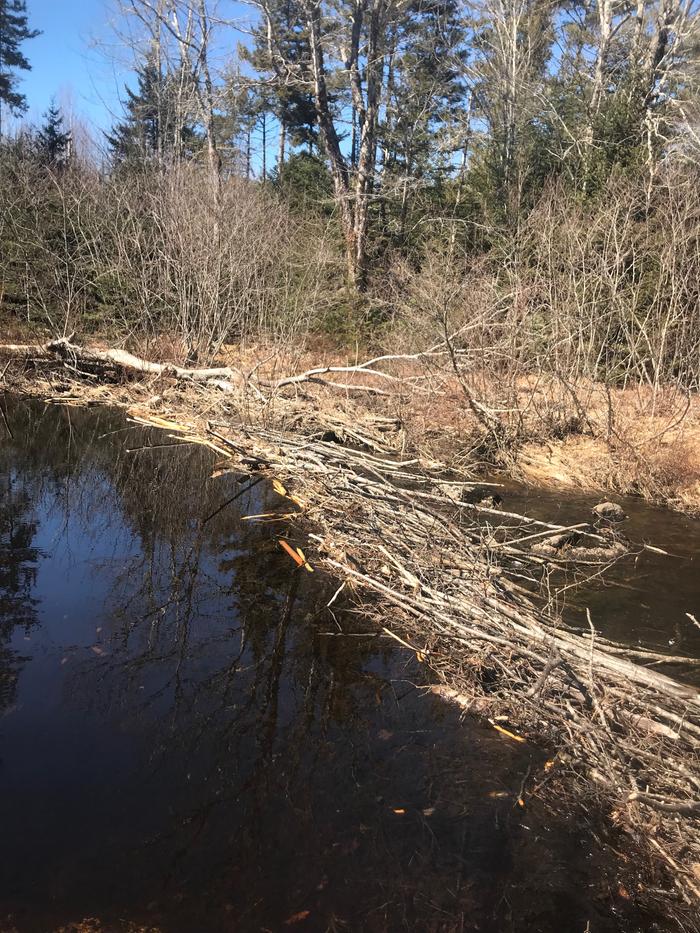 beaver work!