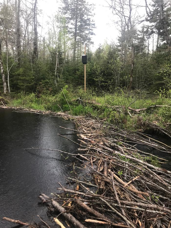 bat house installed by the beaver dam