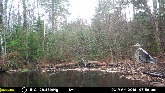 Great Blue Heron by the beaver dam