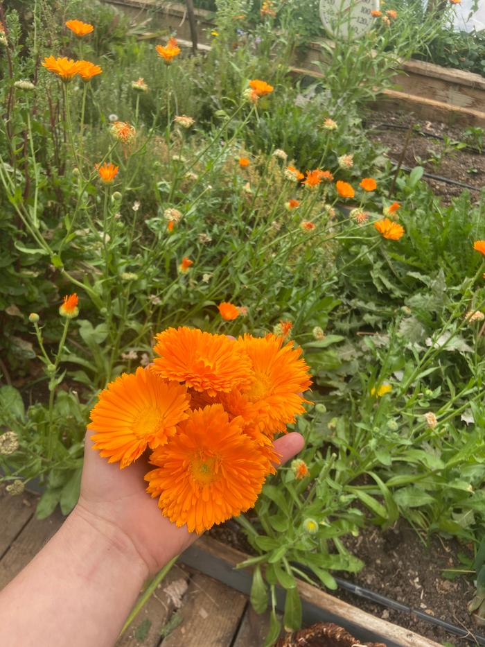 calendula flowers for salve making