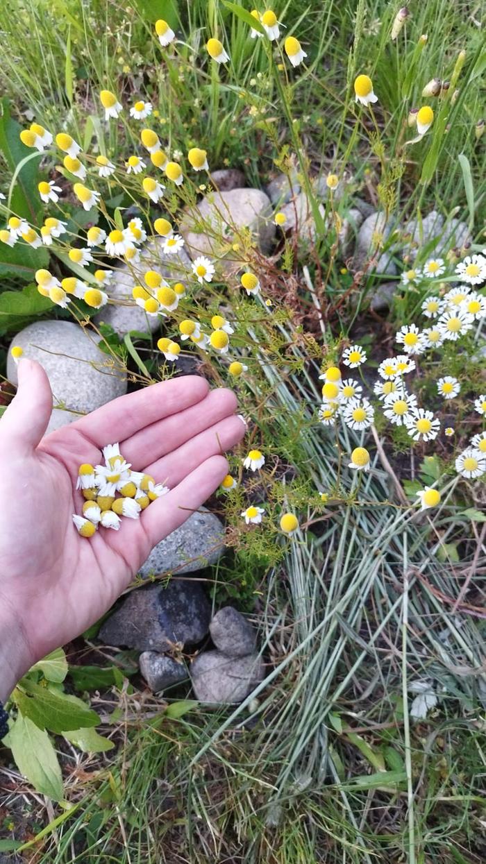 [Thumbnail for Chamomile-Harvest.jpeg]