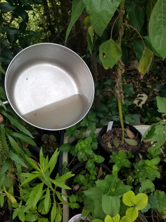 Prewash water being used on nearest thirsty plant