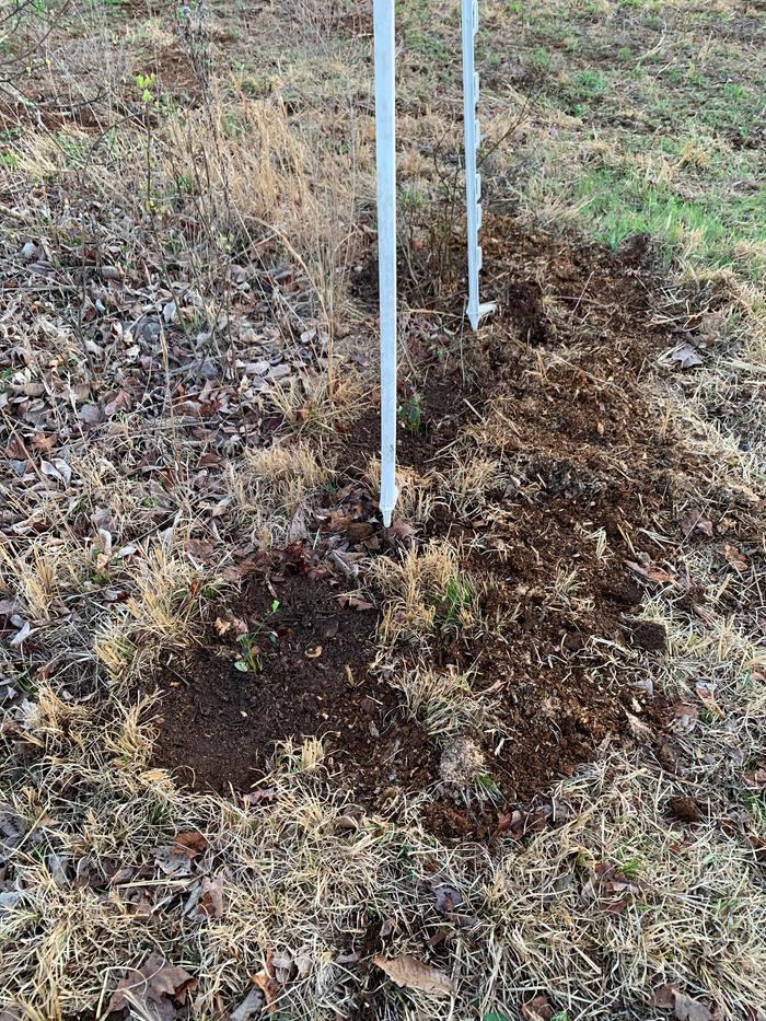 Blueberry Bushes