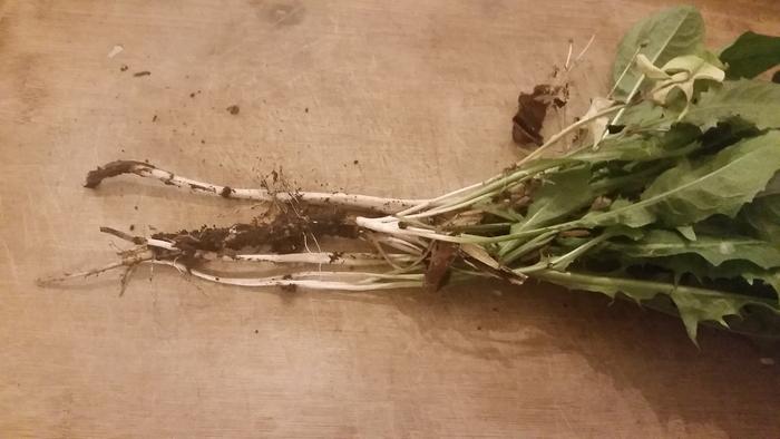 Harvested Dandelion