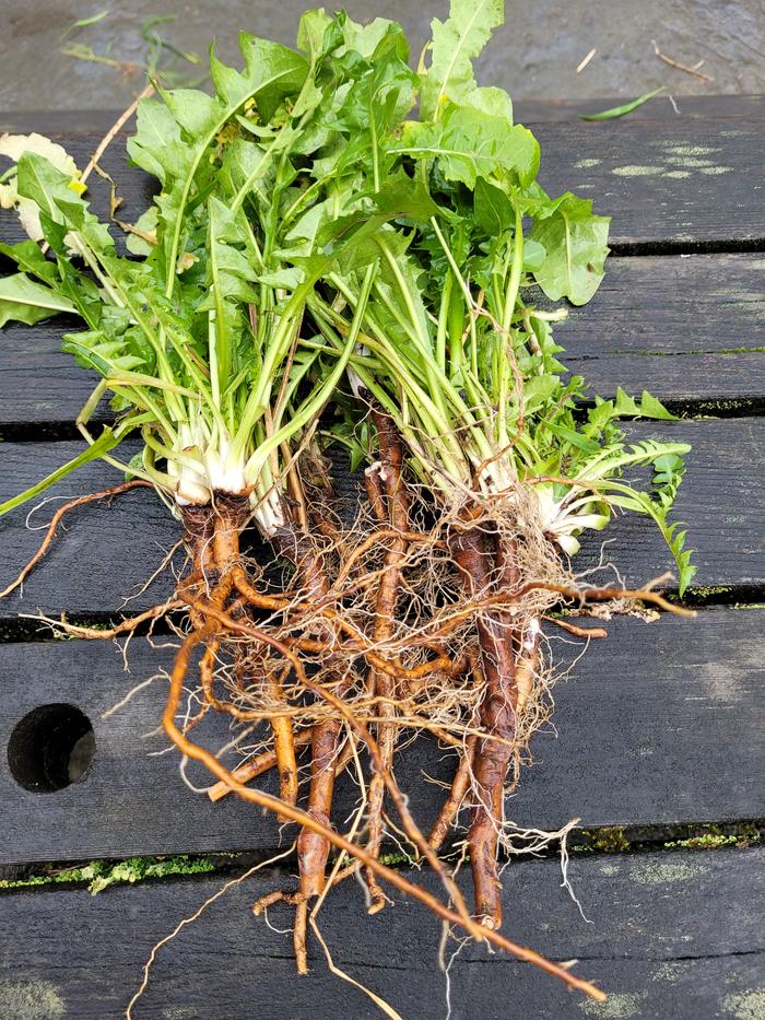 Root being harvested.