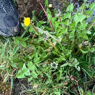 Harvesting Dandelions (my shoe is in the upper left)