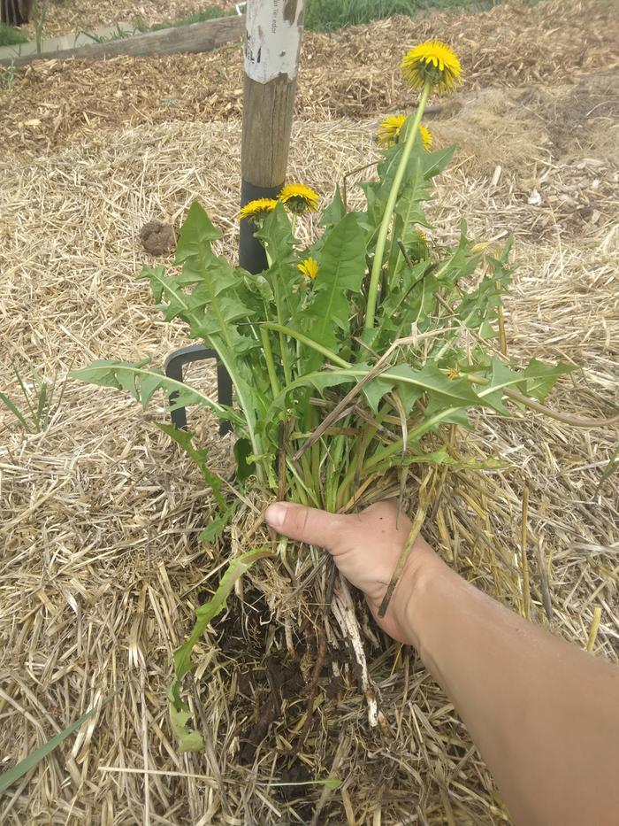 type of plant: dandelion