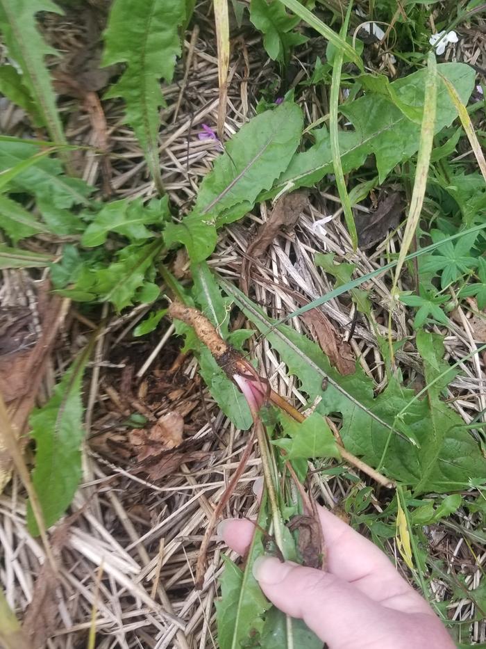 harvesting roots