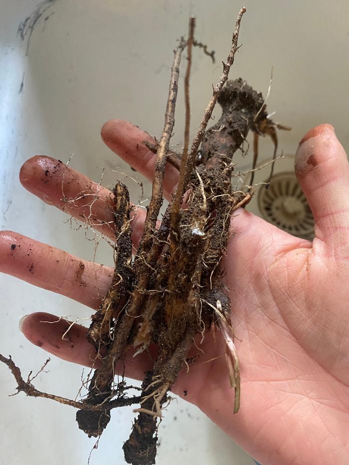 Dirty roots