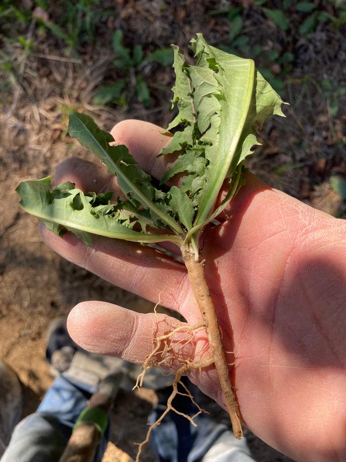 Harvested 