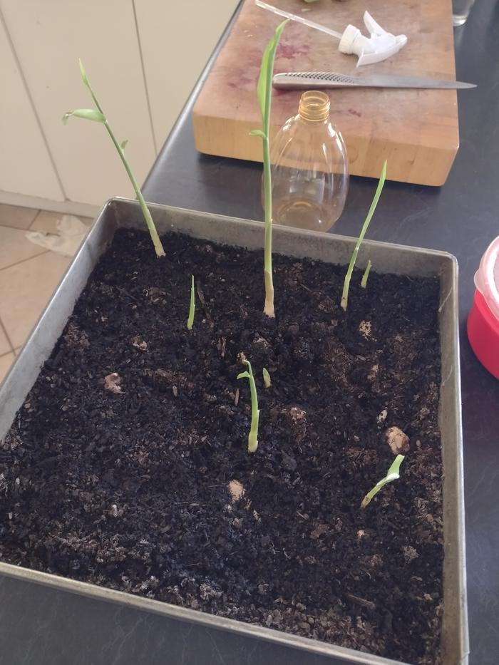 My first attempt at sprouting ginger so I can hopefully be harvesting my own for decoctions down the track.