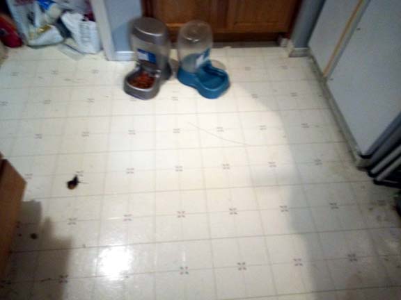 [Thumbnail for kitchen-floor-before.jpg]