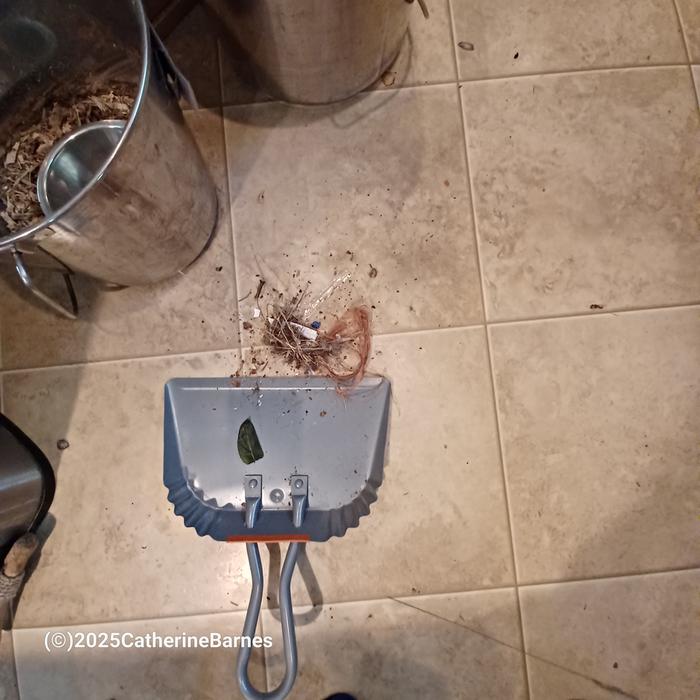 [Thumbnail for BB-Clean-a-Kitchen-before-floor.jpg]