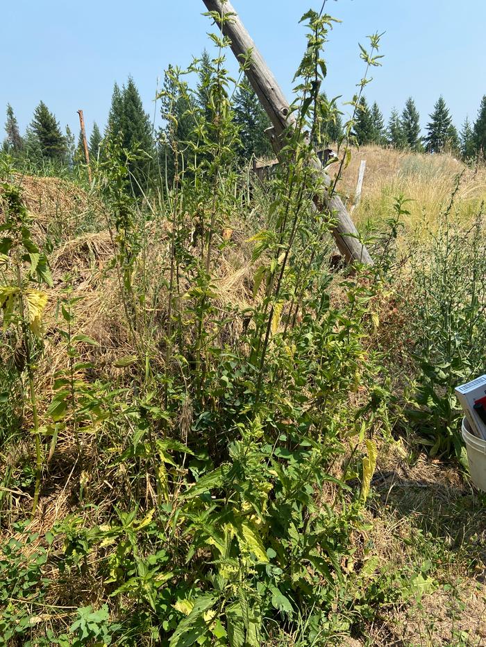 [Thumbnail for 1_stinging-nettle-harvest.JPG]