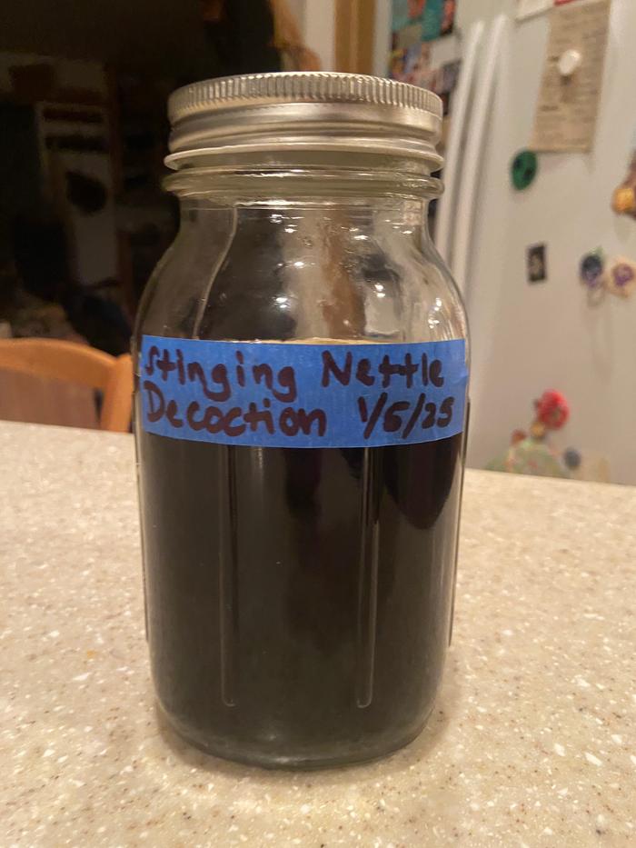 [Thumbnail for 3_strained-and-labeled-stinging-nettle-decoction.jpg]