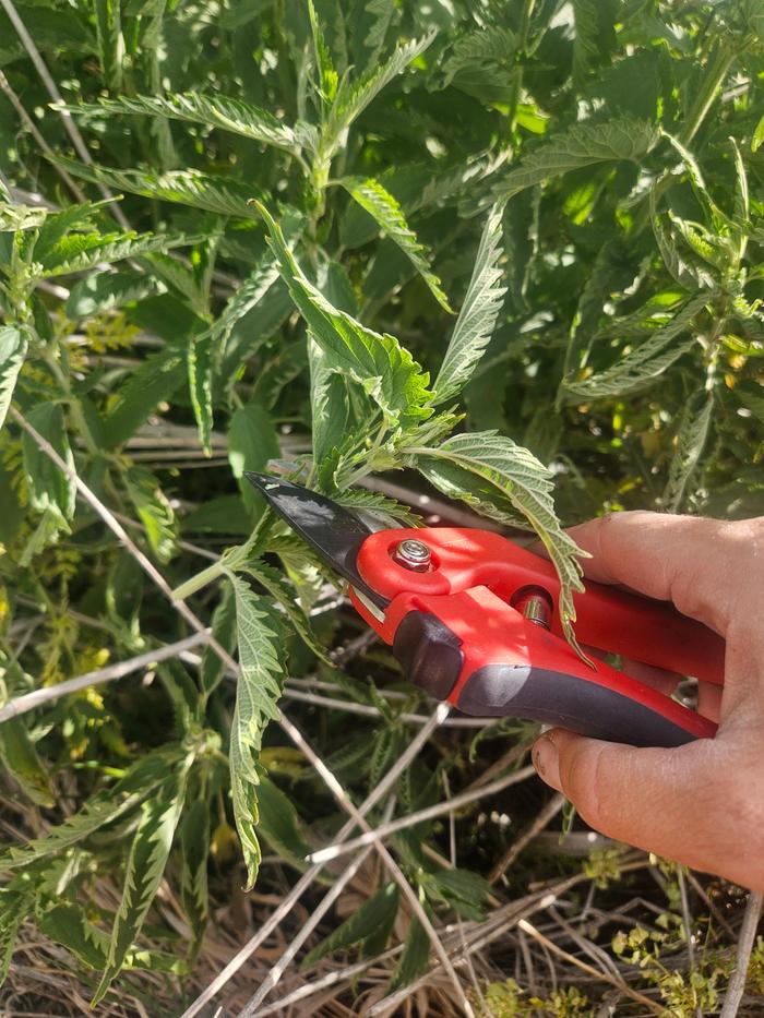 Harvesting nettles 