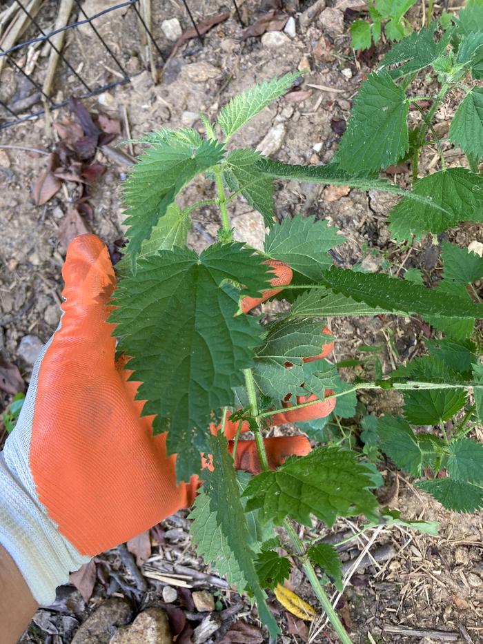 Harvesting nettles last summer