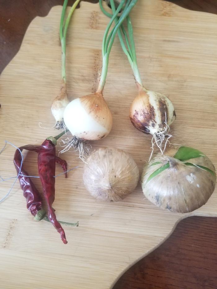 harvested ingredients 