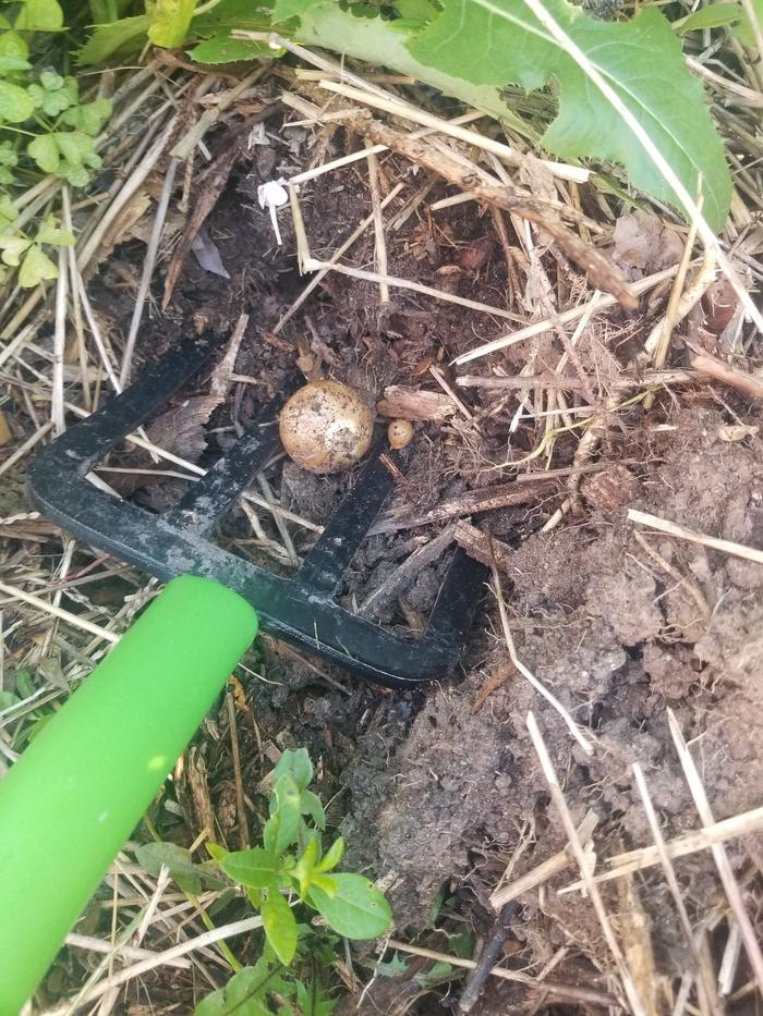 garlic harvest 