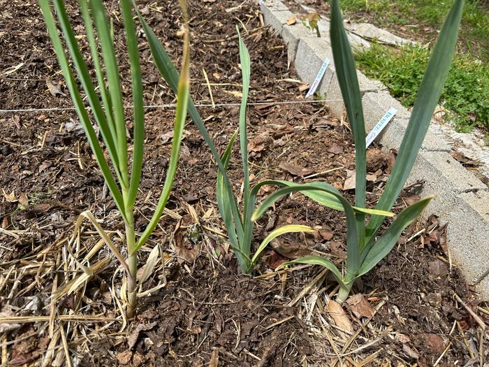 harvesting garlic