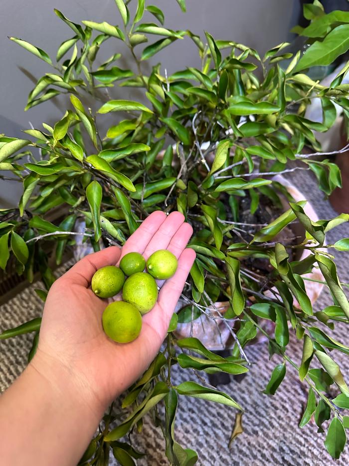 limes from lime tree