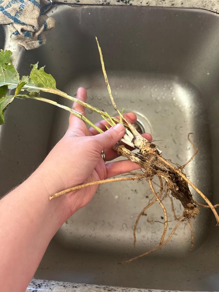 harvesting horseradish - it did not do great, I had to buy a little more for this recipe