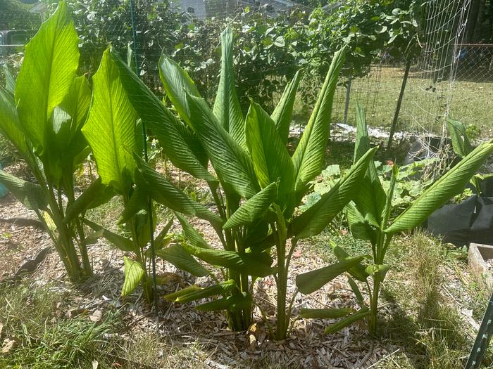 growing turmeric