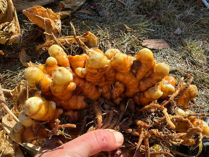 harvesting turmeric