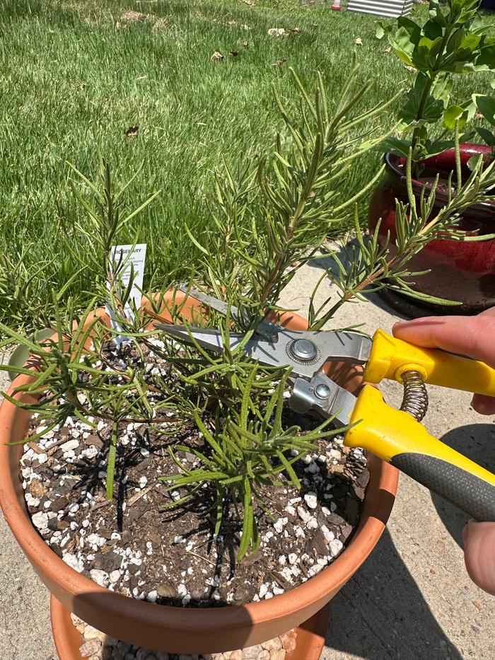 harvesting rosemary