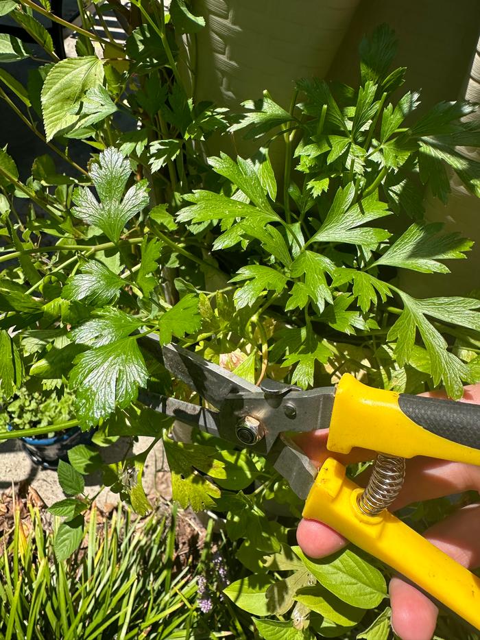 harvesting parsley