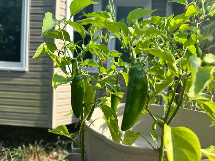 harvesting jalapenos - I forgot to save some for this though!