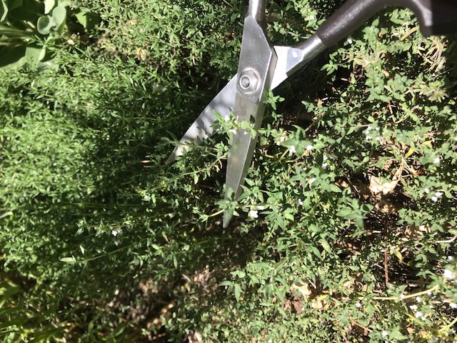 Harvesting thyme