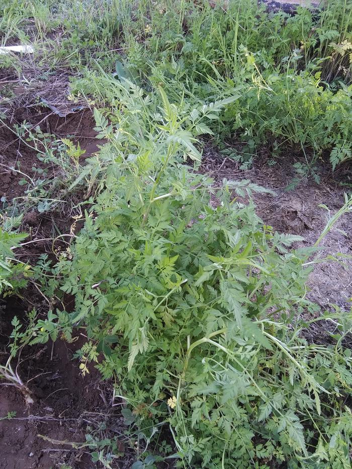 this weed that grows in my north texas yard