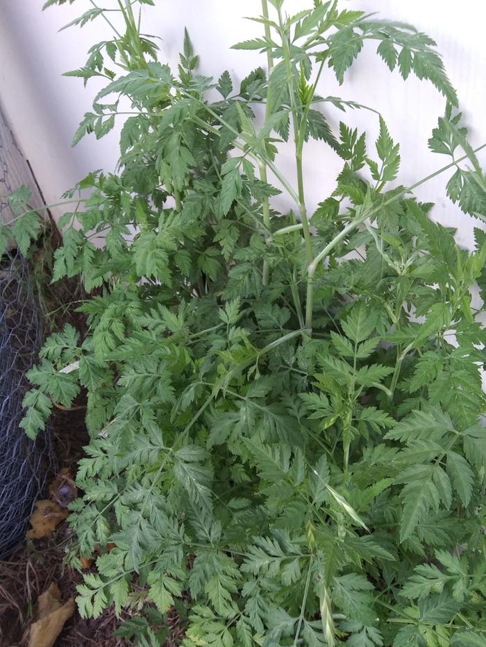 This grows in patches
