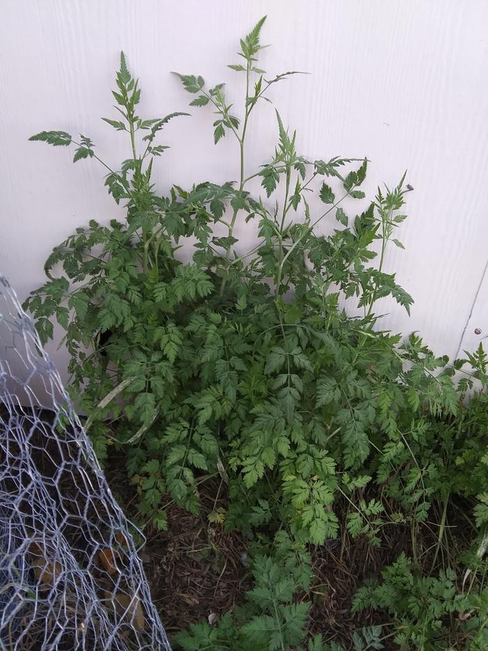 it grows upwards, more like tuffs