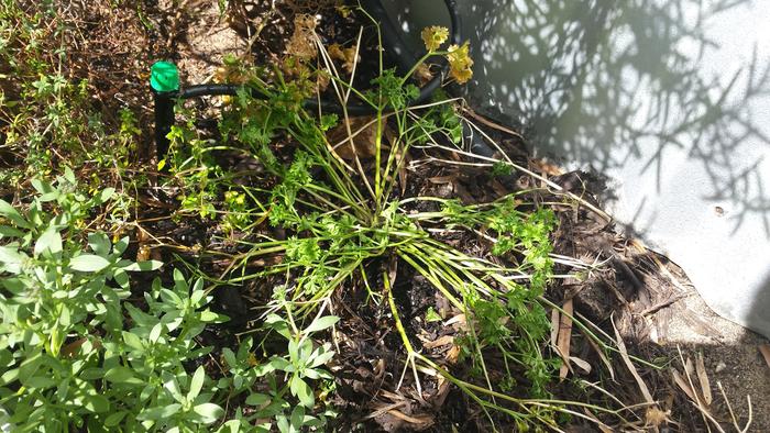 wilting parsley