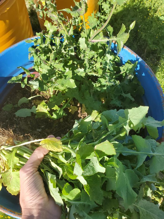 55gal drum planter, this was a big plant