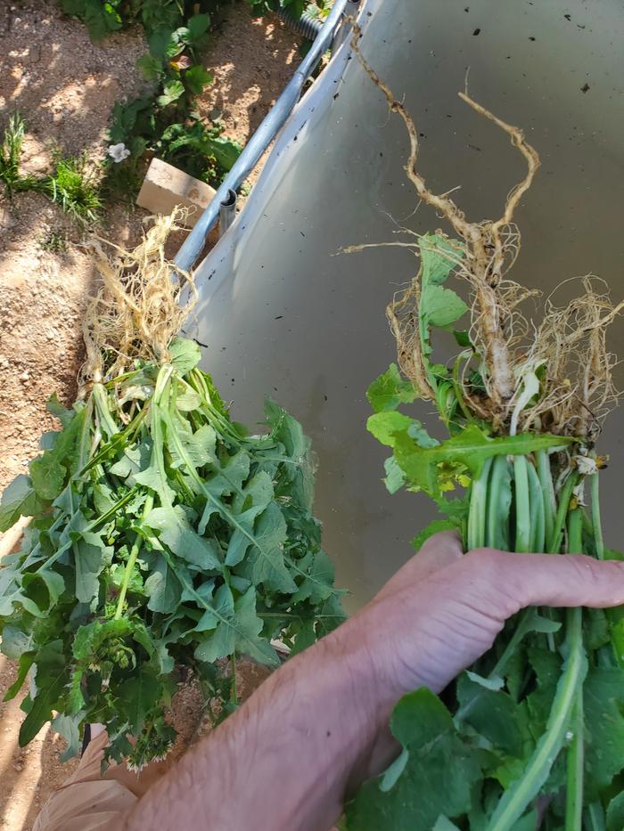 Wash roots and leaves