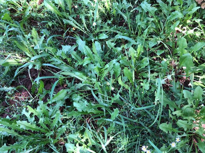 dandelions in lawn