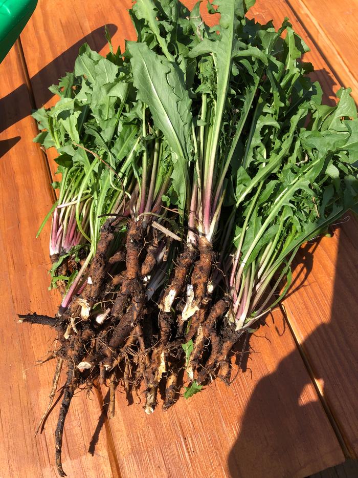 harvested dandelions