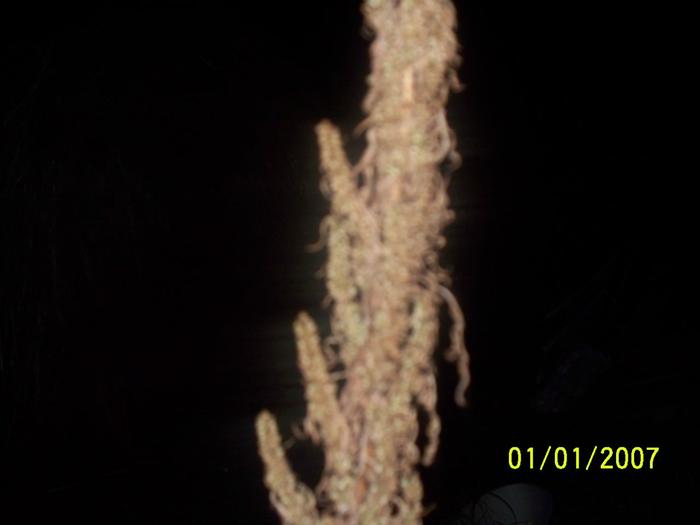 [Thumbnail for 100_0761.JPG]