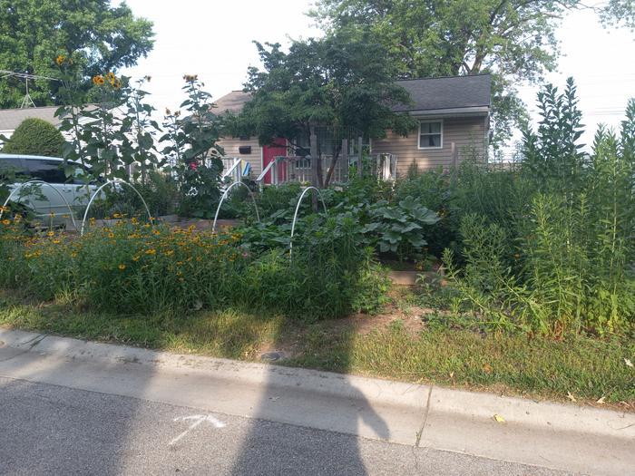 A front yard with a hoop house and tall sunflowers