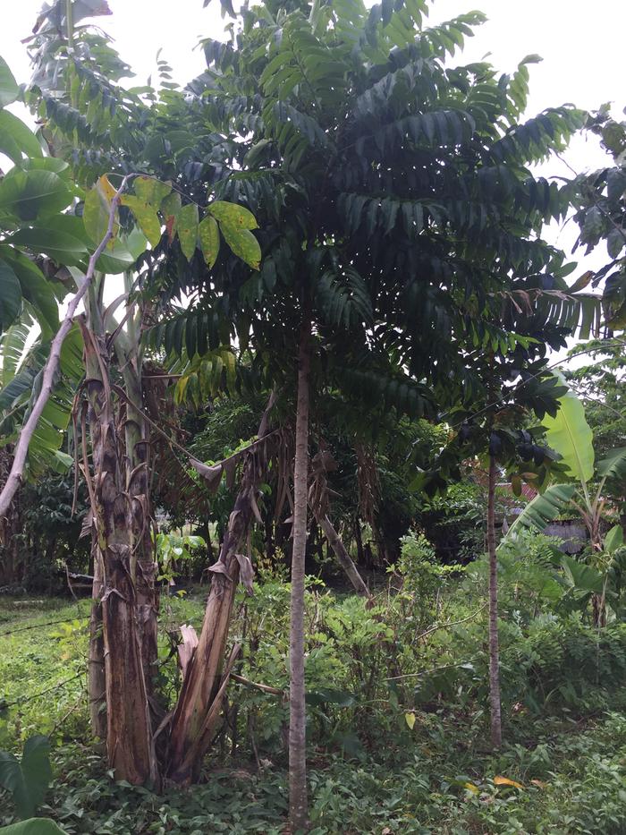 one of my favourite trees, Im expecting him to be the giant in the future