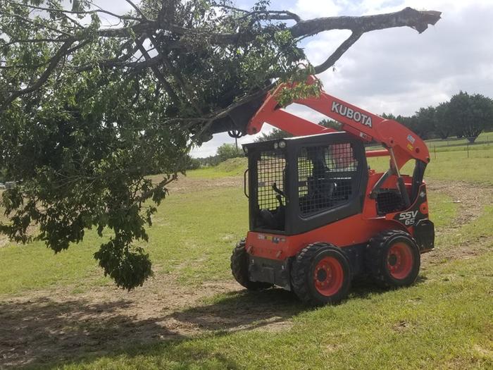 taking cedar elms to sheep