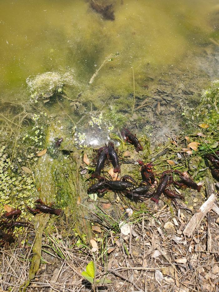 crawdads released into pond