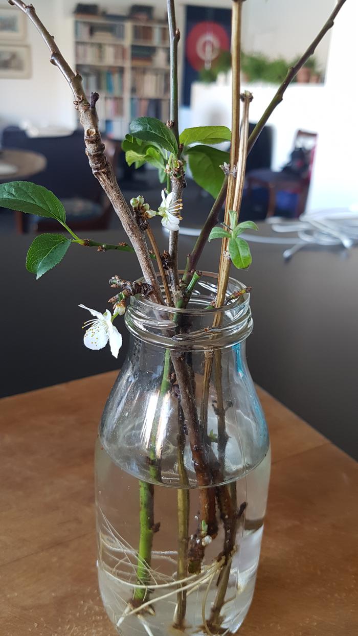 Greengage &amp; Aloysia Citrodora cuttings in plain water