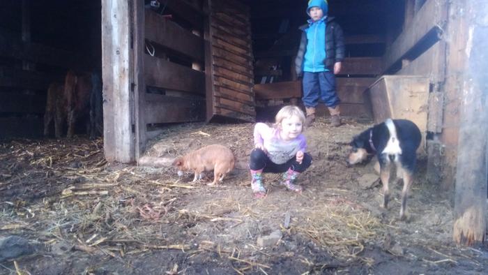 kids and dogs in the barn