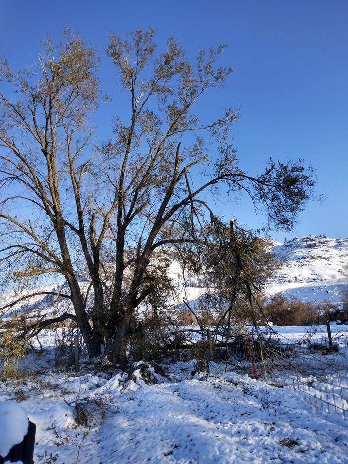 tree damaged from snow