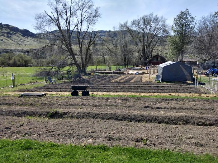 Clearing the area for raised beds