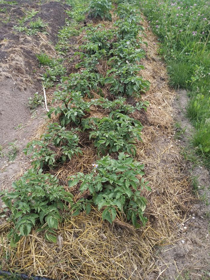 Potatoes in bloom already